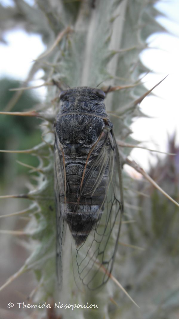 Cicada orni mating